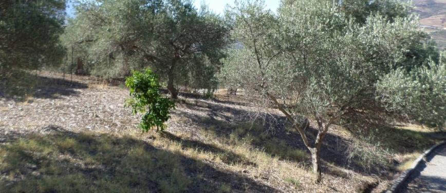 Terreno agricolo in Vendita a Casteldaccia (Palermo) - Rif: 27780 - foto 13