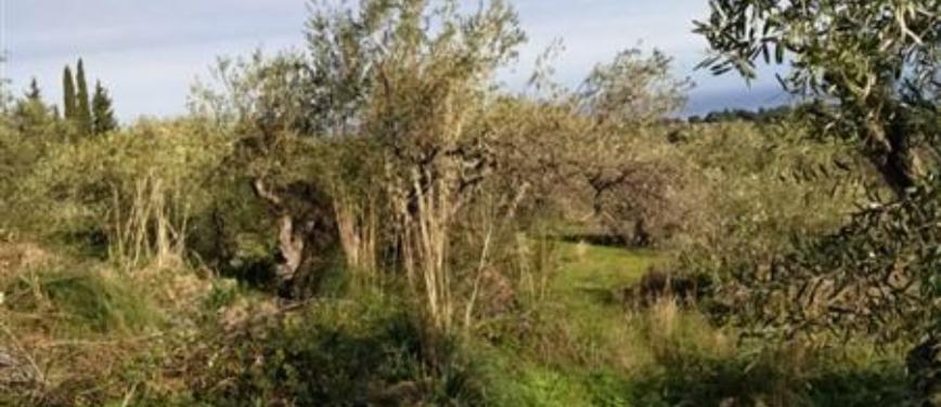 Terreno agricolo in Vendita a Trabia (Palermo) - Rif: 28282 - foto 5